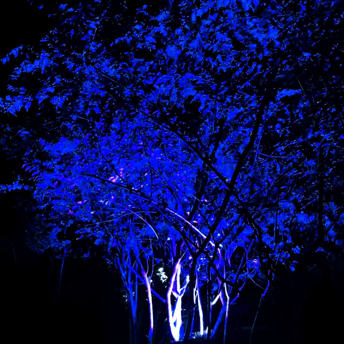 24V Waterproof Outdoor Landscape Tree Lighting - Flyachilles